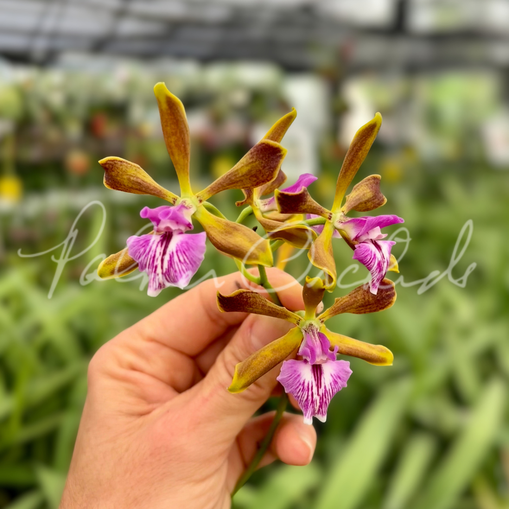 Enc. Hunty's Home Run — Palmer Orchids